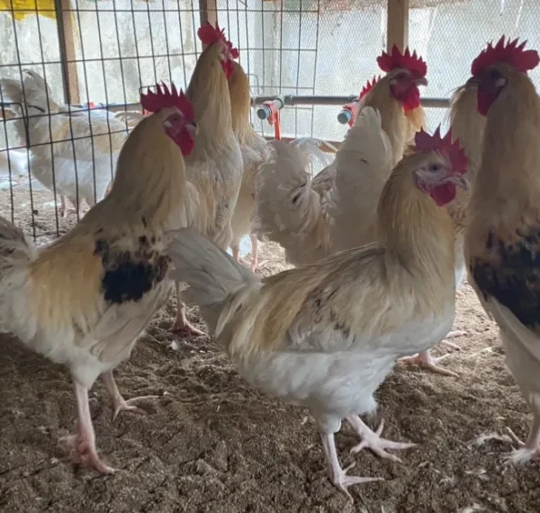 Virologists Sound Alarm on Potential New Pandemic.