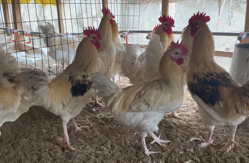 Virologists Sound Alarm on Potential New Pandemic.